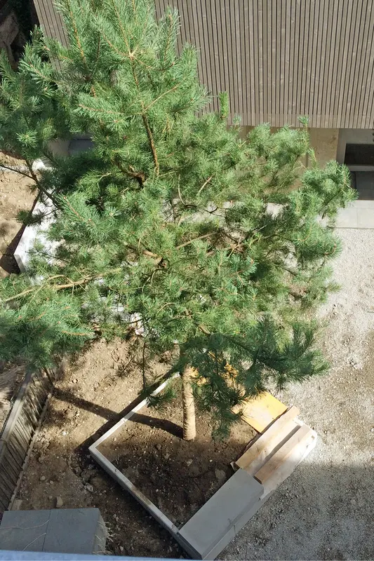 Garten-Bepflanzung_jangarten_baum-einpflanzen_muri-guemligen