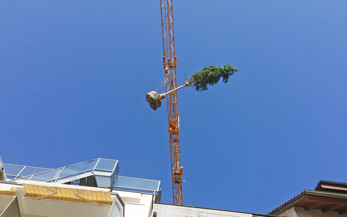 Garten-Bepflanzung_jangarten_baum-kran_muri-guemligen