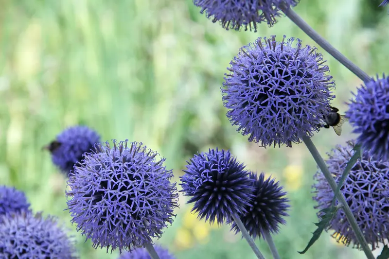 Garten-Bepflanzung_jangarten_bienenhotel_muri-bei-bern