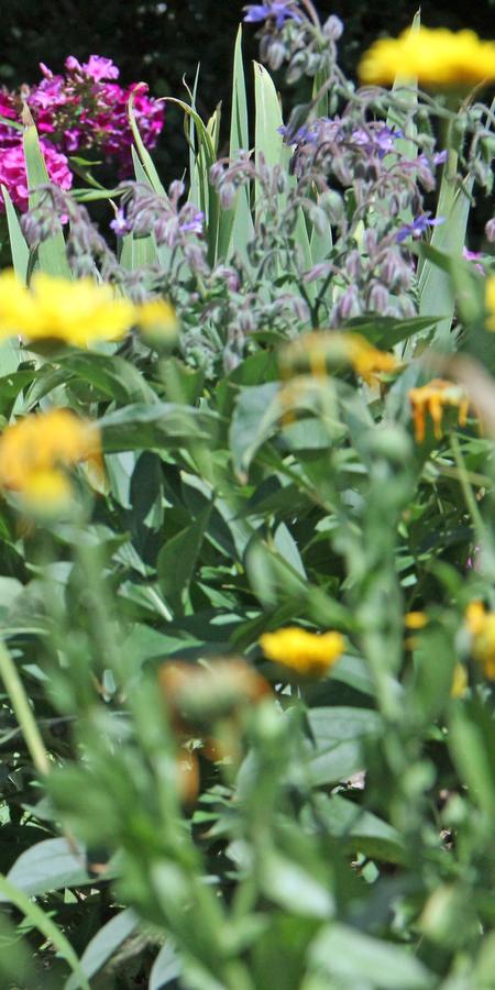 Garten-Bepflanzung_jangarten_muri-bern