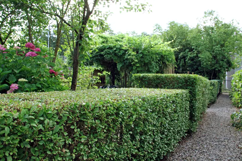 garten-pflege_jangarten_hecken-schneiden_bern