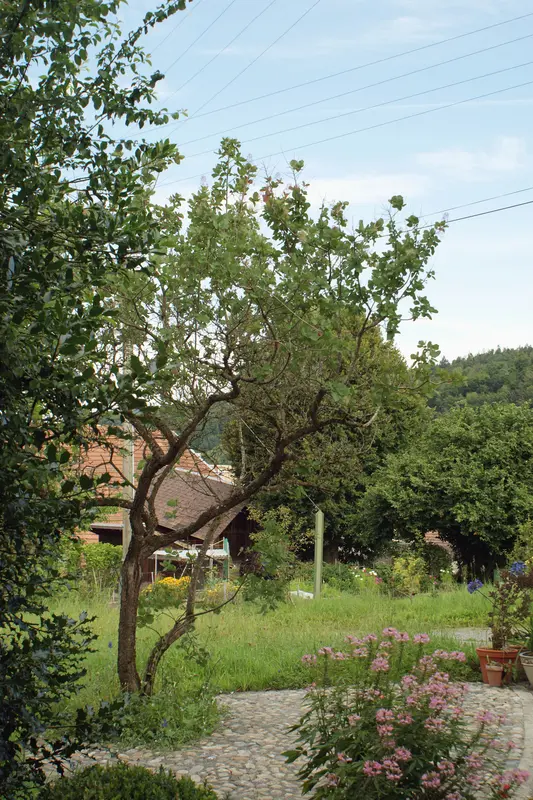 traditionshandwerk_jangarten_pflaesterung-garten_region-bern